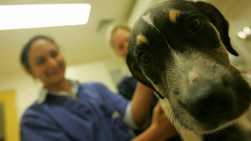 A pup at the vet. File picture by Addison Hamilton