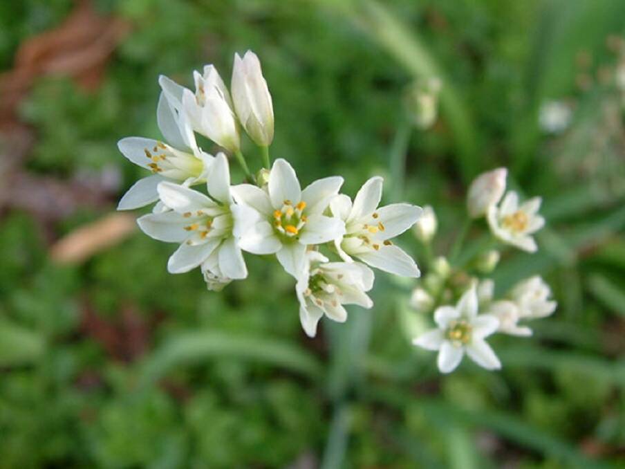 DECEPTIVE: Onion weed can often be mistaken for a spring bulb. However it is a pest which, thanks to its bulbils, can prove hard to eradicate and may take several seasons.