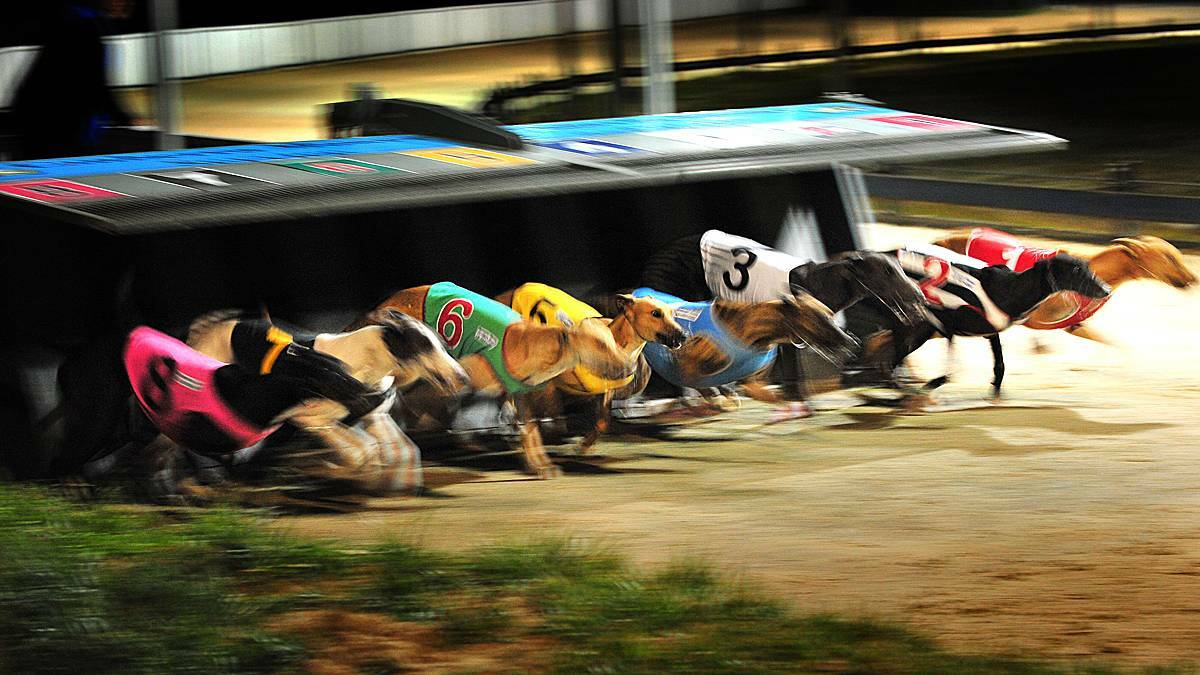 GIFT HEATS: The pace was on in heats of the Mother's Day Gift at Maitland greyhounds o Thursday night.