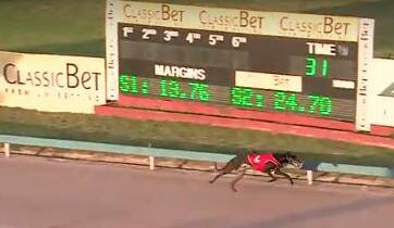 IMPRESSIVE: Watch The Wasp winning the first heat of the Maitland Monthly Medal over 565m at Maitland on Thursday.