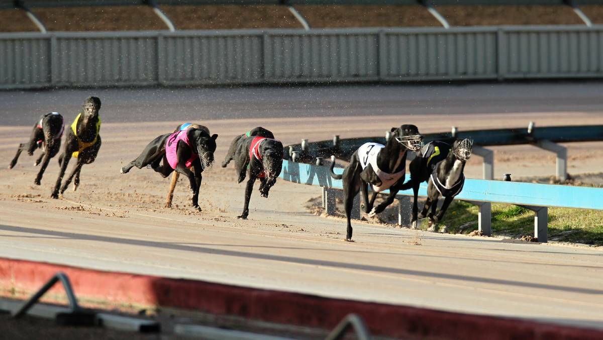 GREYHOUNDS: Maitland hosted an 11-race meeting on Thursday. Tiny Zesta took out the feature race the Rural Scene Promotions trophy.