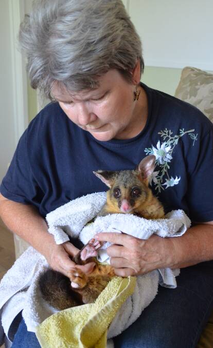 HEALING: Hunter Wildlife Rescue carer Judith Hopper with Thomas, a brushtail possum who was badly burnt in the Kurri Kurri fire on January 18. Picture: Krystal Sellars
