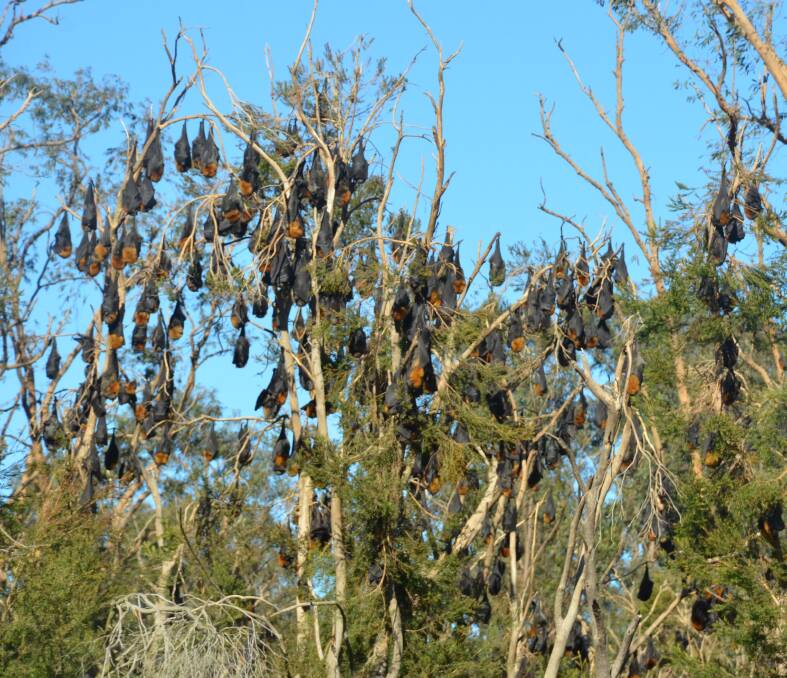 STILL HANGING AROUND: A couple of thousand bats remain in the trees on the corner of Old Maitland Road and Long Street in July 2017. Picture: Krystal Sellars
