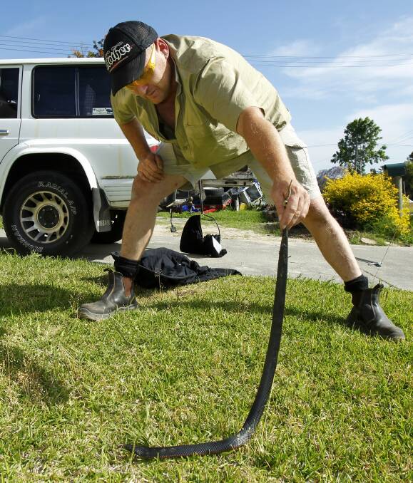 AT ARM'S LENGTH: Snake catcher Geoff de Looze can't recall a snake season with so many sightings by October. Many of the sightings so far have been in Telarah, Thornton and Maitland. Picture: Max Mason-Hubers