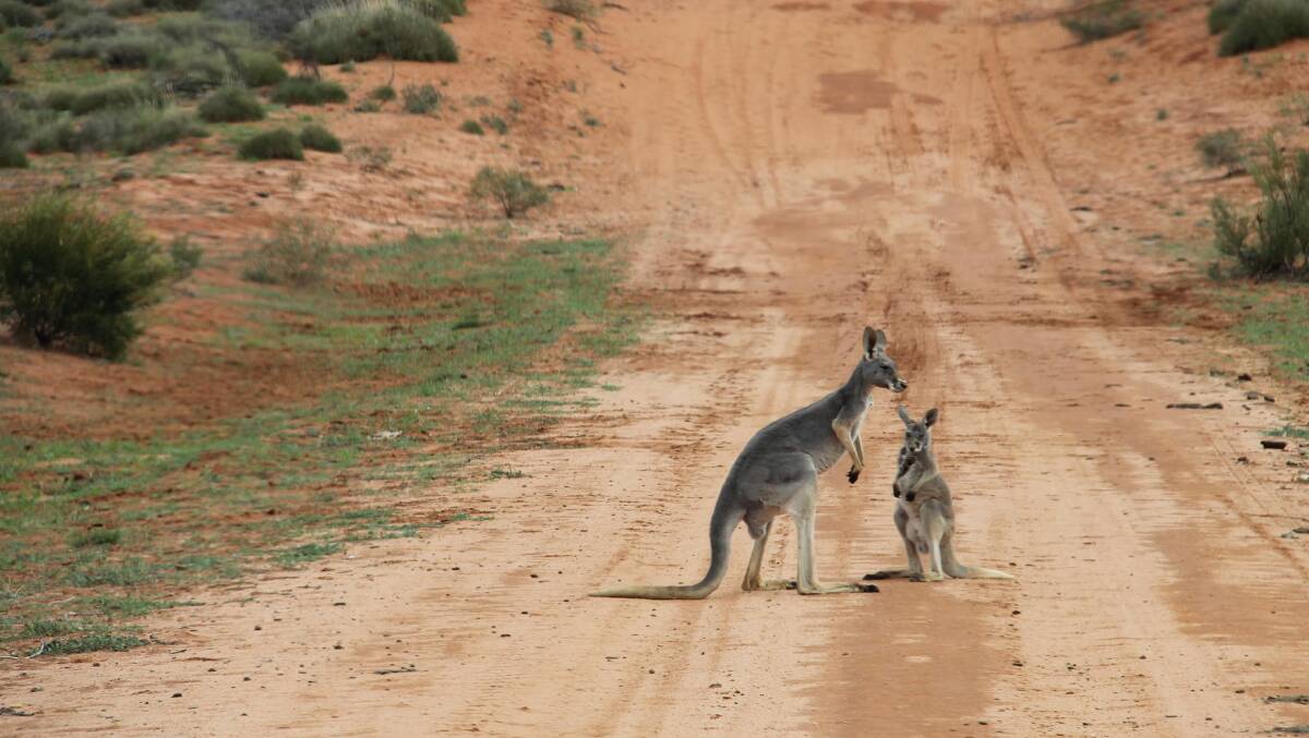 Plenty of wildlife … kangaroos on the road to Cameron’s Corner. 