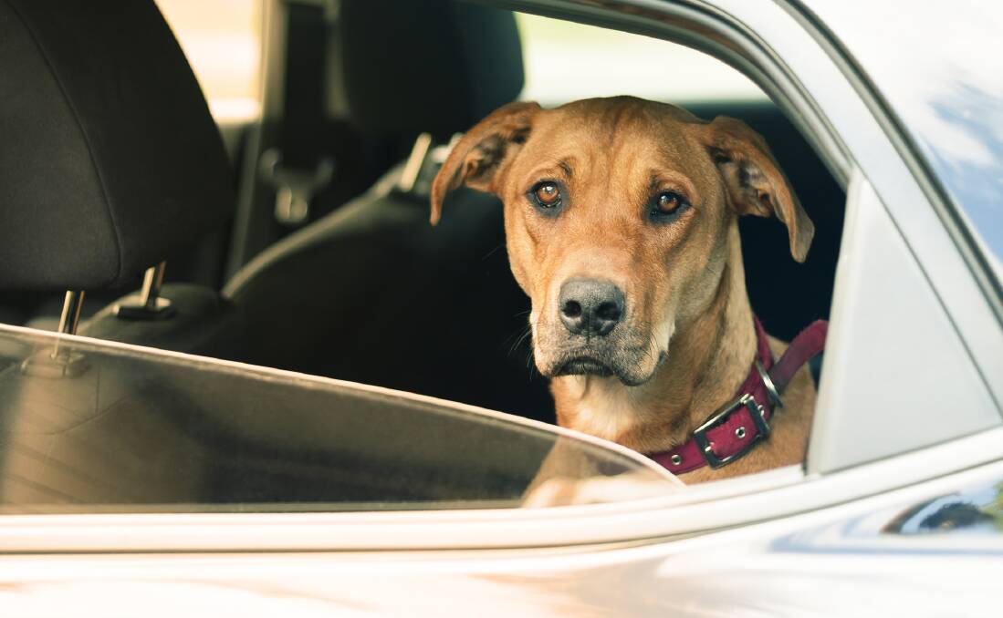 LIFE AND DEATH: If you see a dog left in a car, have the car's owner paged at nearby stores or call 000 immediately. 