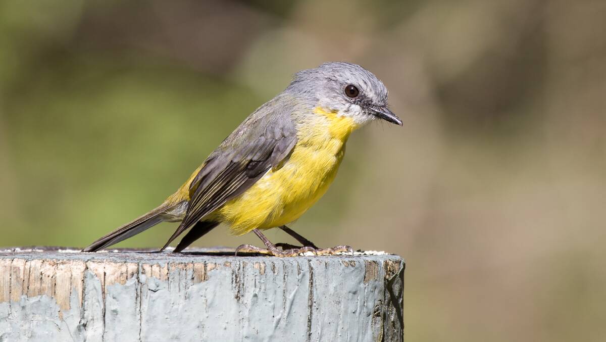 FLYING SOLO: Eastern Yellow Robins establish territories in small family groups but are most often seen singularly.  