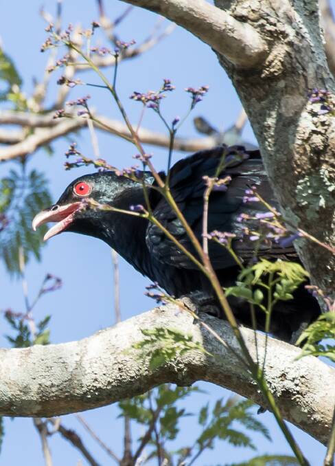 SHY: Eastern Koel, such as this mature male, spend their time hidden in the foliage of trees or skulking around looking for likely nests.