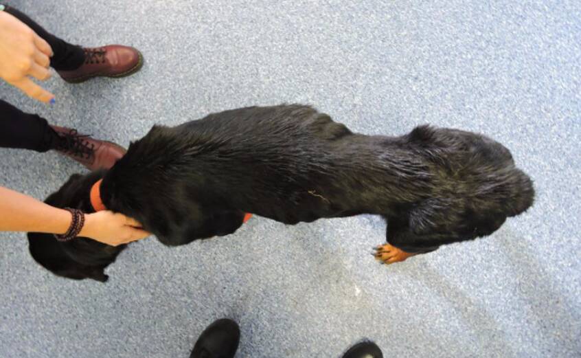 THIN: Grizzly weighed 31.8 kilograms when he was picked up by the RSPCA.