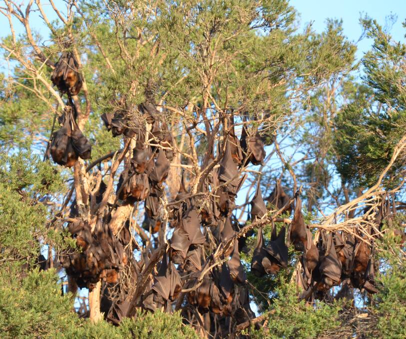 COLONY: An estimated 10,000 flying foxes are living in trees on Old Maitland Road, East Cessnock. Picture: Krystal Sellars 