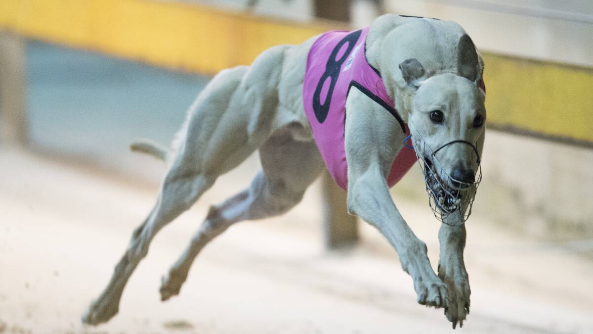 PREMIER EVENT: Richmond Vale dog Ando's Mac is one of two local contenders for the Group 2 PPK Group Limited Maitland Gold Cup on Thursday at Maitland.