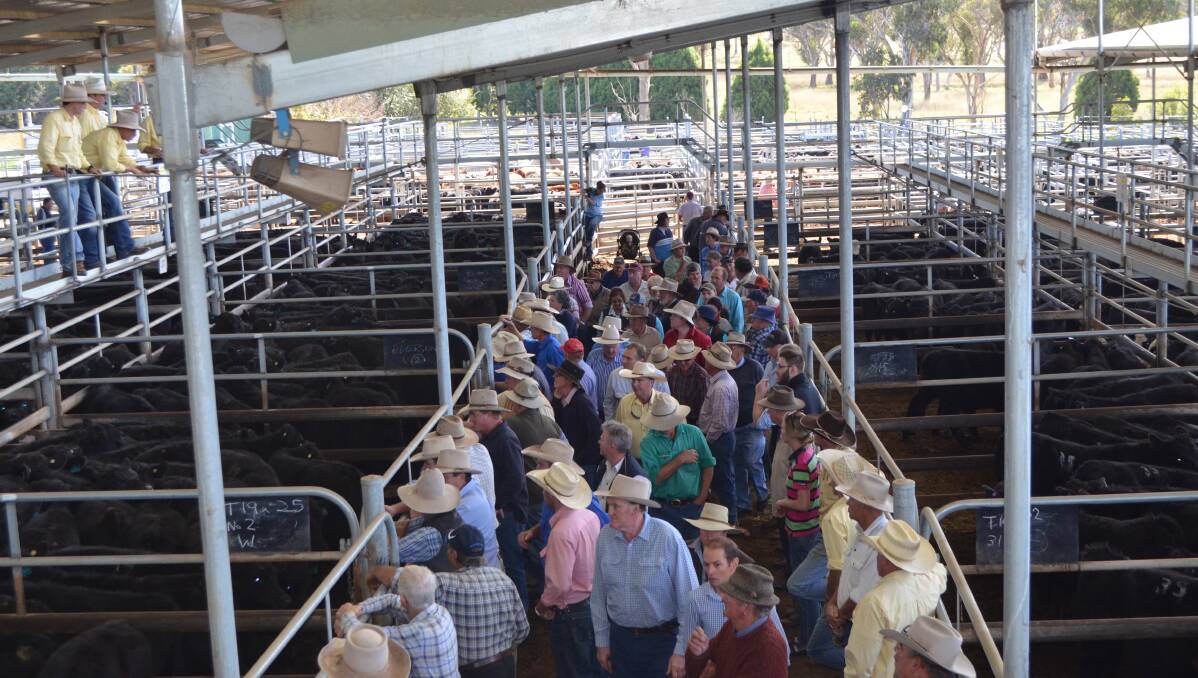 STRONG DEMAND: Store markets remain very buoyant but saleyard prices for export cattle eased with cows dropping by between 20-25c/kg.