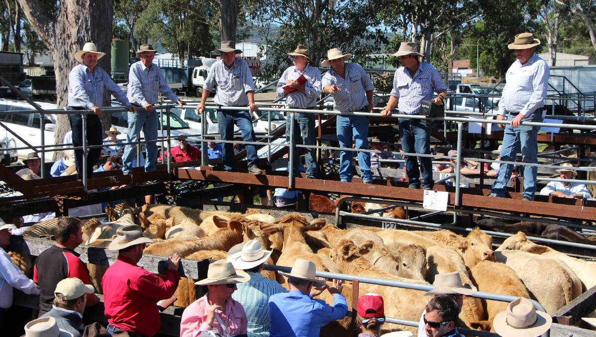 MARKET: Restocker demand remains strong. Pcitured Bowe and Lidbury's  Michael Easey taking bids at the Berrico Dispersal Sale earlier this year. 