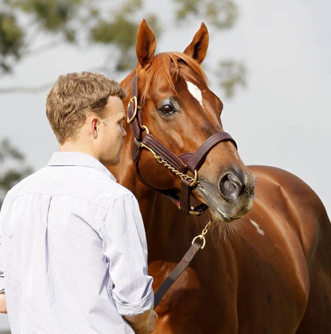 Stud groom just one of many careers available in the Hunter's thoroughbred industry.