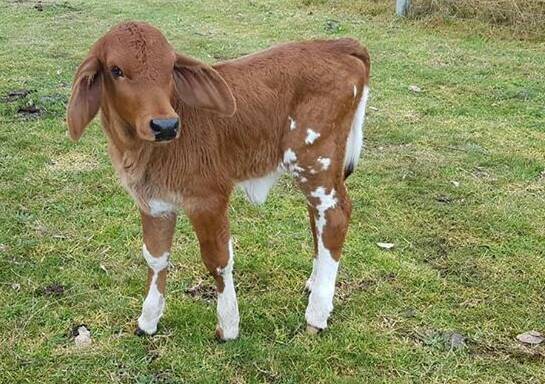 MISSING: A three week old stud Brahman calf Kirby taken from an Upper Hunter property in late June.