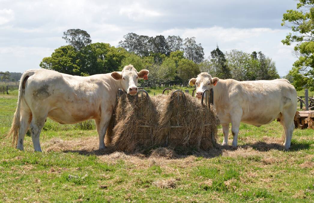 PLANNING: Livestock producers are being advised to act now to ensure the best outcome for their animals given the extended dry weather in the region.