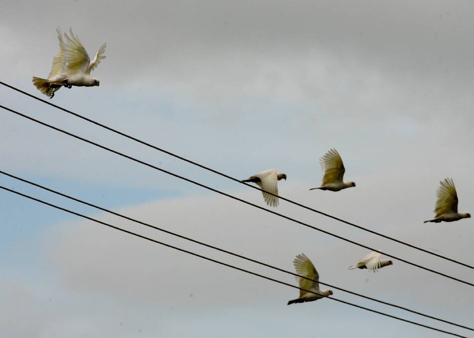 A photo of cockatoos flying over power lines. Picture: Glenn Campbell