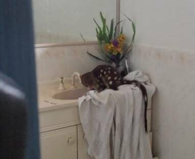 RAMPAGE: A tiger quoll made a noisy appearance in a Raymond Terrace bathroom. Picture: Supplied.