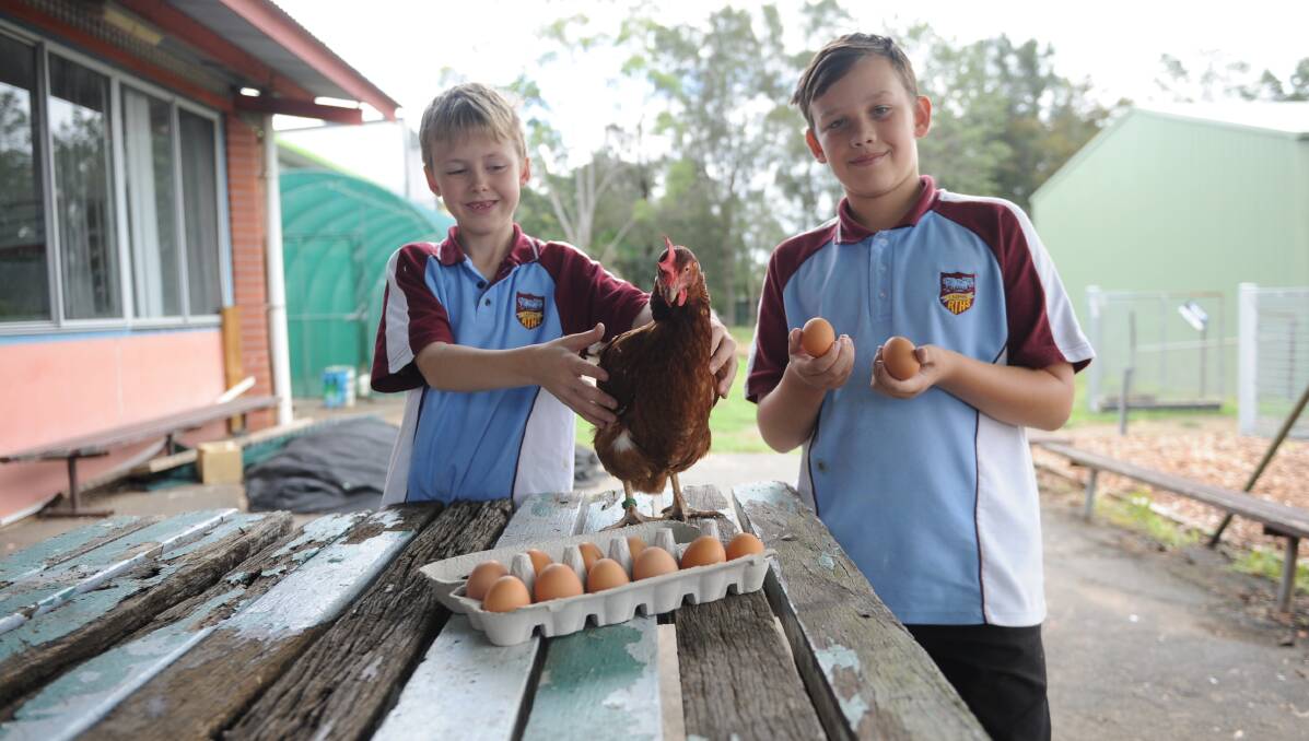 TOP OF THE CLASS: Rutherford Technology High School year 7 students Jhett Hemmings and Kye Delmege with Lucy the chook and some of her eggs. Picture: Belinda-Jane Davis
