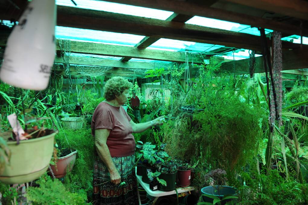 HEALTH CHECK: Val Robinson inspects her ferns.