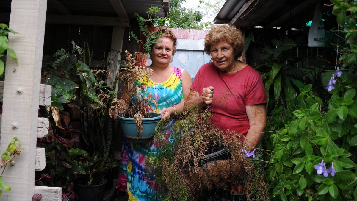 HEAT CHALLENGE: Elysee and Val Robinson are trying to keep their plants alive in record temperatures to support Maitland Show's horticulture exhibition. Picture: Belinda-Jane Davis