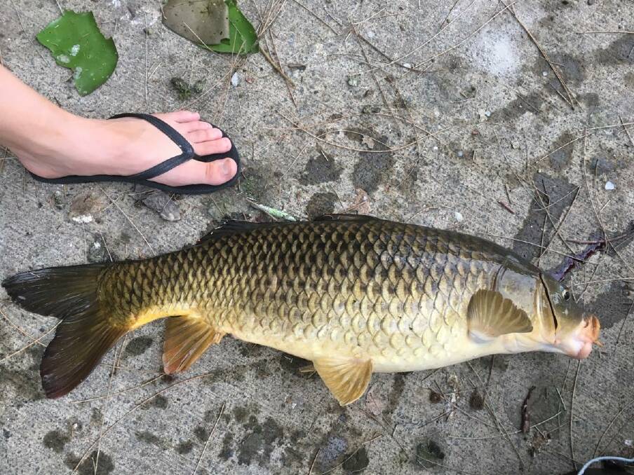 CAUGHT: Ellie Burke uses her foot to show the size of the carp. Picture: supplied.