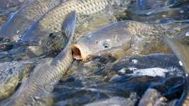 Caution urged over carp herpes