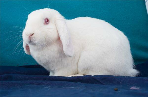 Floppy the three-year-old lop-eared rabbit is very social and would fit well into most families. All rabbits are $70. They come desexed, vaccinated and in good health. 