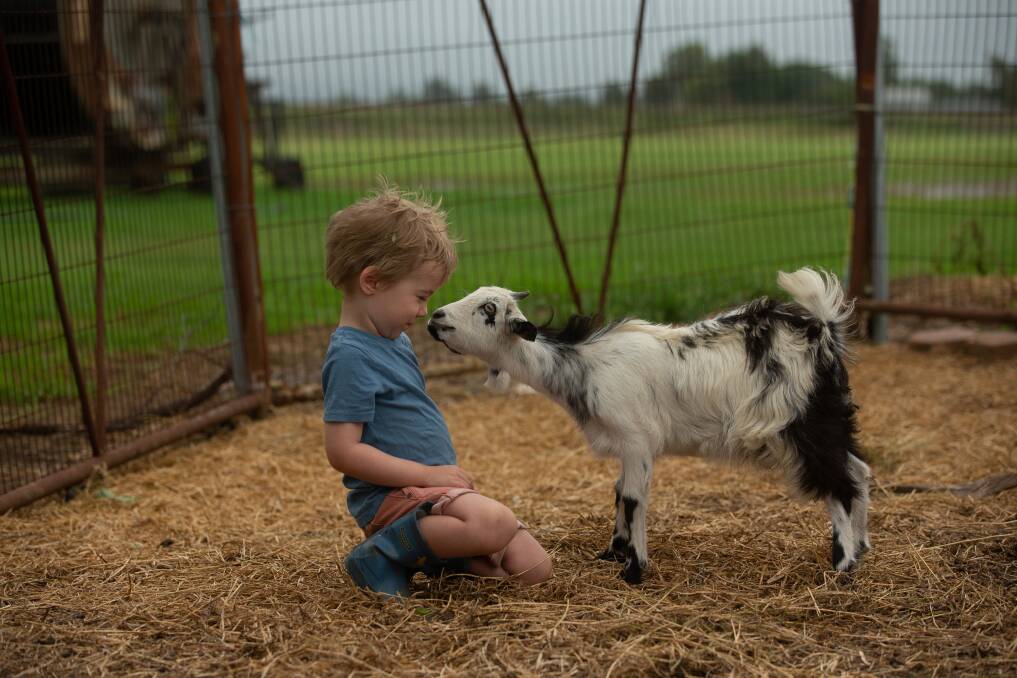 Luca Jacobs feeding a goat ahead of the Maitland Show. Picture by Jonathan Carroll 