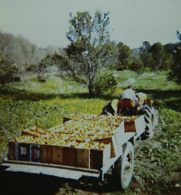 FRUITS OF THE PAST: Harvested oranges making their way to the packing shed from Keith Corner's orchard in 1963. Picture: PATERSON HISTORICAL SOCIETY
