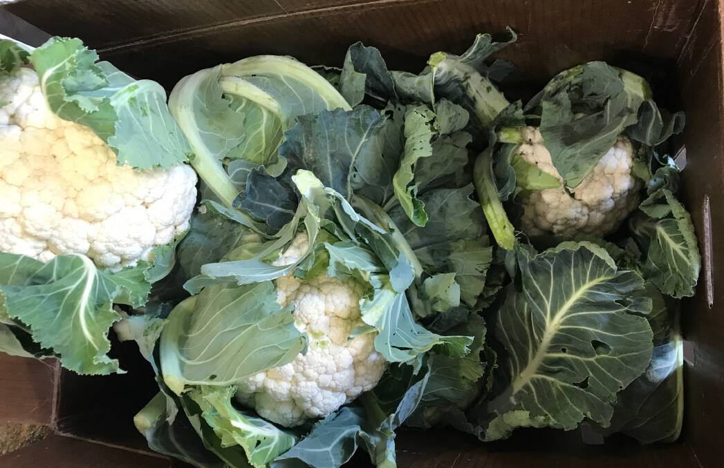 READY TO BUY: Some of the cauliflower crop that ripened too early. 