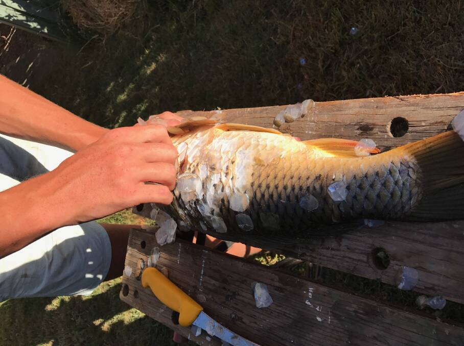 SOLVING THE PROBLEM: Would you eat carp?