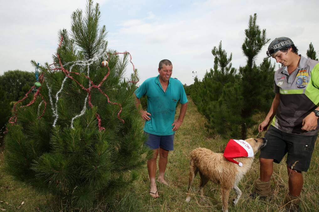CHRISTMAS: Farmer Matthew Dennis and Liam Dennis with their dog among the Christmas tree crop. Picture: Max Mason-Hubers.