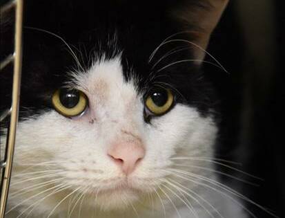 Tommo: Domestic short hair desexed male - 5yrs 