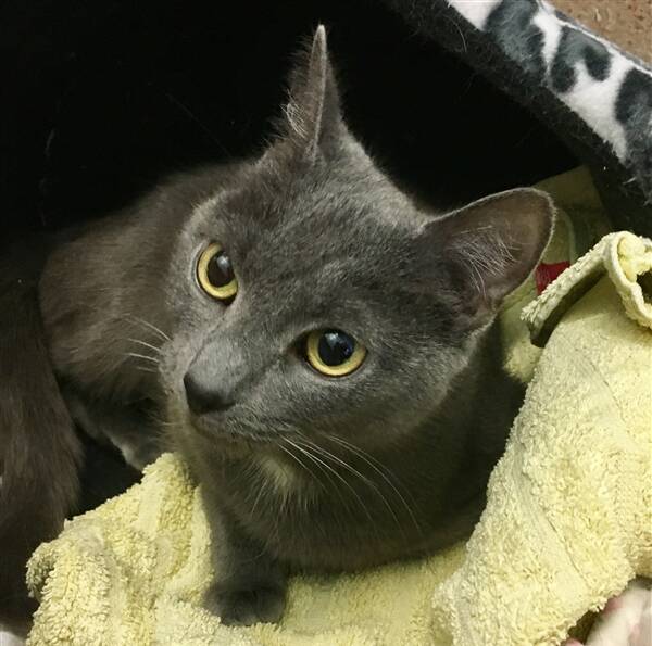 Izzy is a four-year-old domestic short hair who has energy to burn. She wasn't taught proper manners until she came to the shelter.