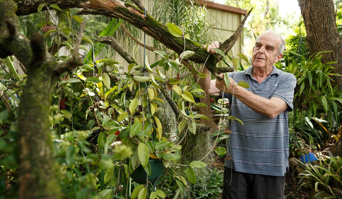 GARDEN TIME: Maitland Garden Club president Geoff Hicks in the garden of his East Maitland home. Picture: Max Mason-Hubers