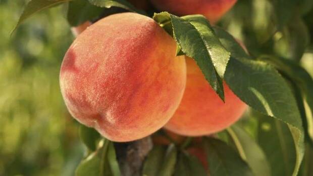 It’s time to feel peachy; the velvet summer fruit needs our help