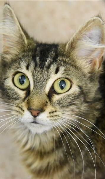 SEARCHING: Lucy the cat is looking for a new home and is one of the animals available for adoption at the Hunter RSPCA shelter in Rutherford.