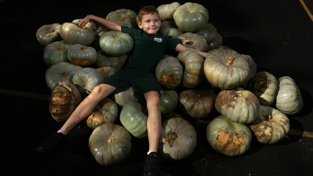 PUMPKINS: Shortland Public School student Lachlan Emerson on a pile of Morpeth pumpkins that will be sold at the school gate on Friday.