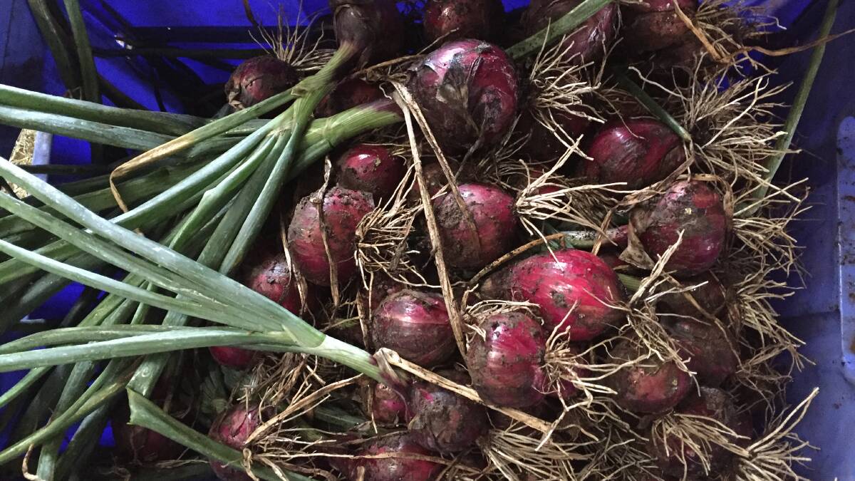 PRODUCE: Freshly picked onions.