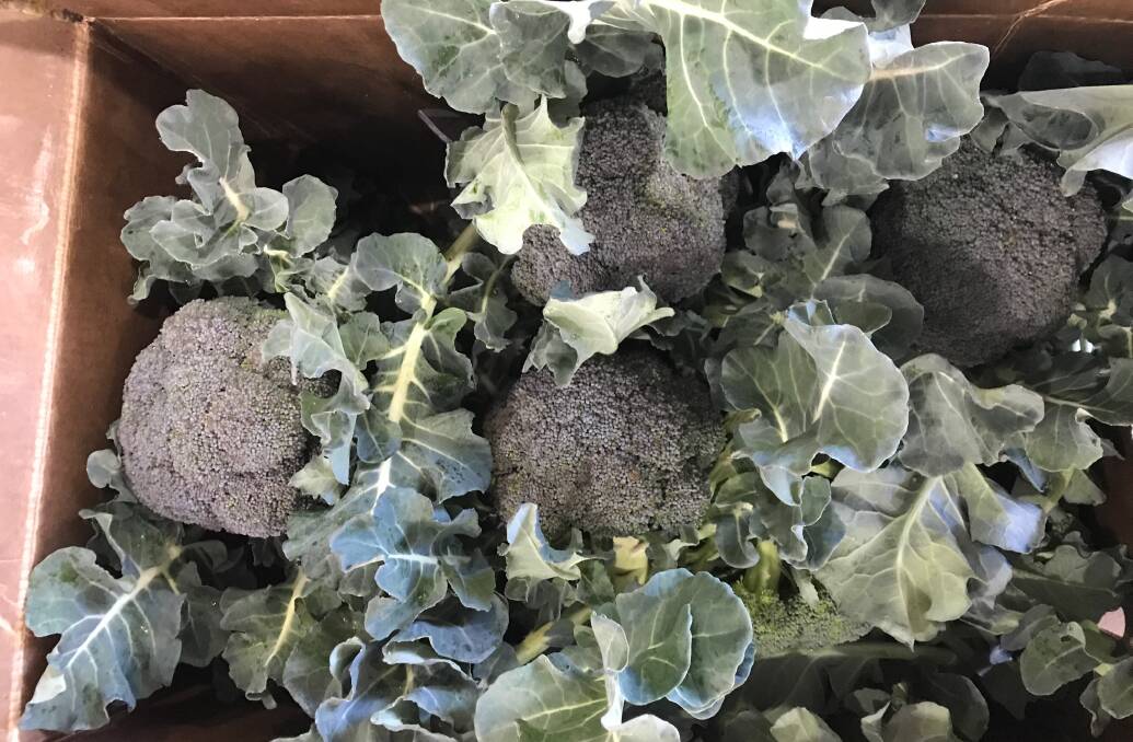 READY TO BUY: Some of the broccoli crop that ripened too early. 