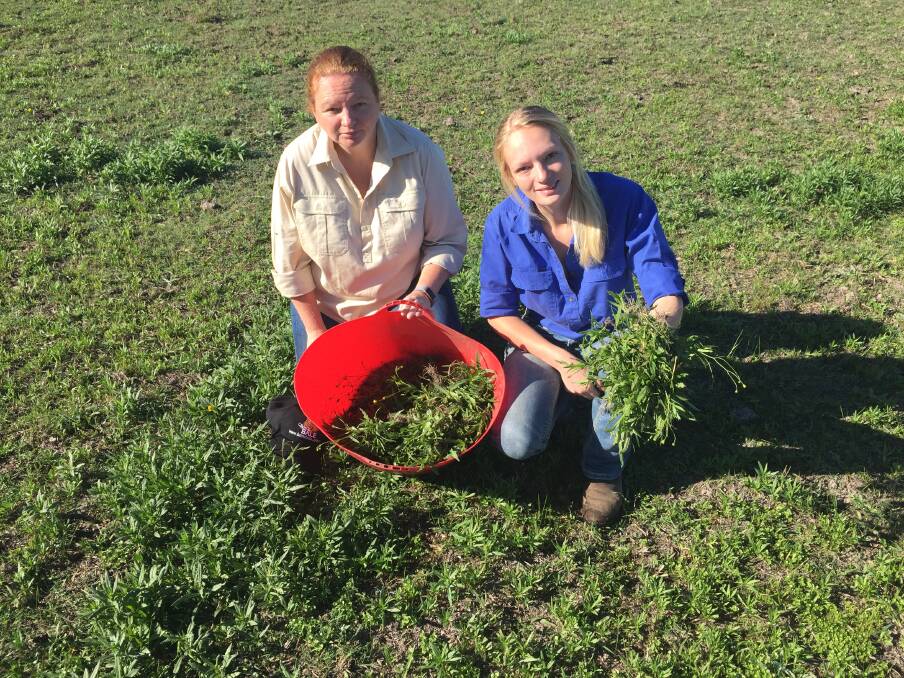 WEED DILEMMA: Beef cattle farmer Tanya Gough and her daughter Hayley surrounded by weeds that have grown on their property since the recent rain. 