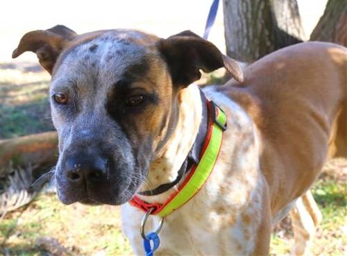 Freckles is a two-year-old Australian cattle dog/mastiff who gets along well with other dogs and is very playful. 