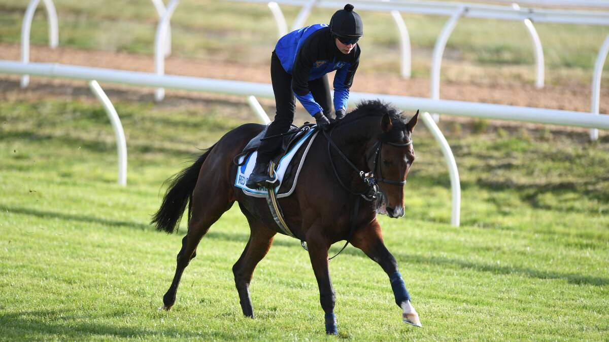 FRESH: Red Cardinal gallops at Werribee racecourse on Sunday in preparation for the Melbourne Cup. Picture: AAP Image/Julian Smith