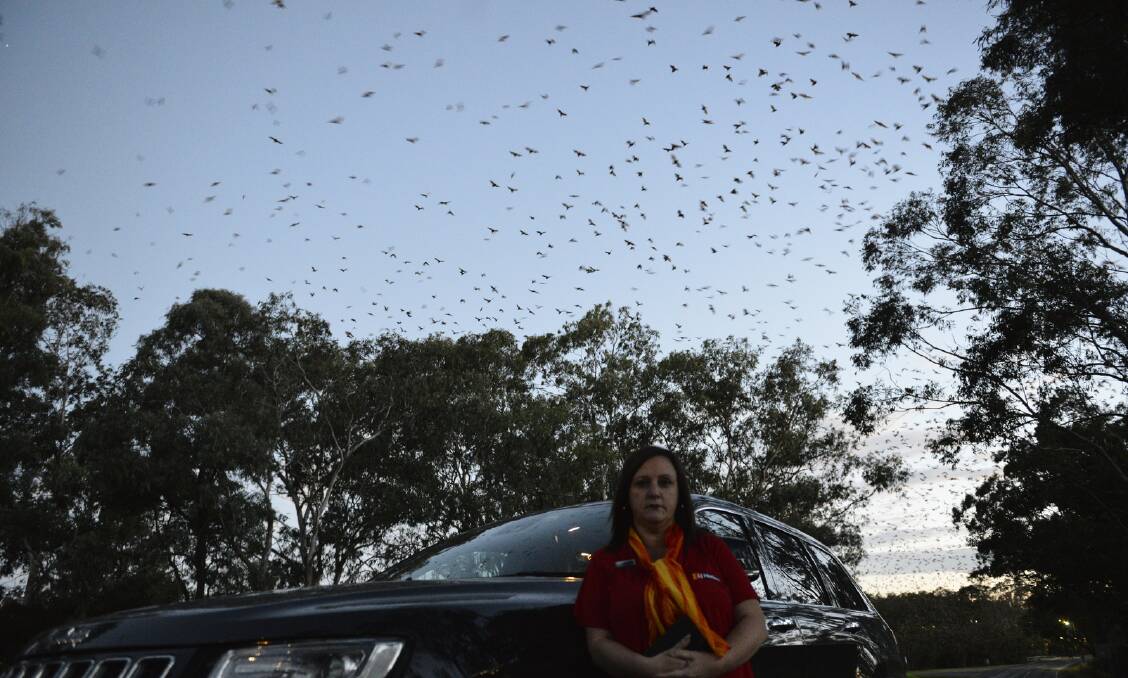 DANGEROUS: Lisa Petersen thinks the East Cessnock bats need to be moved after one flew into the side of her car and another clipped her windscreen on her drive home from work.