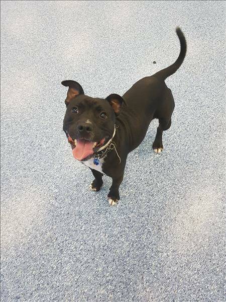 Elvis, male Staffordshire Bull Terrier. One year old. You won't be able to help falling in love with Elvis as he's no hound dog.