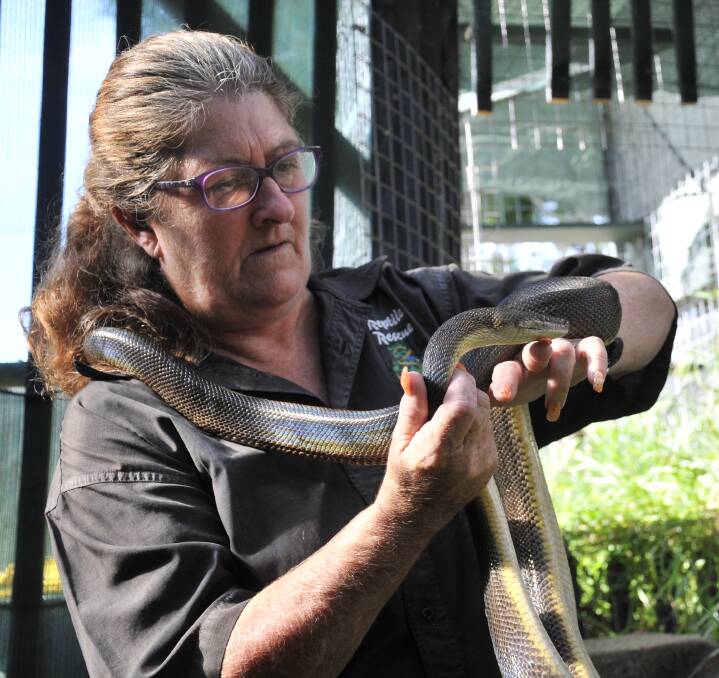 SLITHER: Telarah based snake handler Judith Martin has received sporadic calls about snakes this breeding season. Picture: Perry Duffin