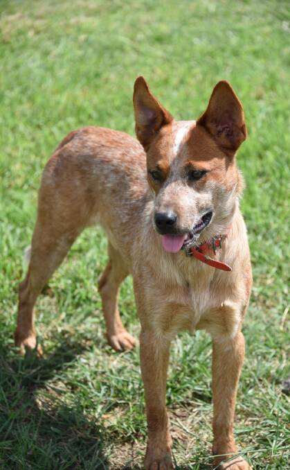 Cooper, male Australian Cattle Dog. One year old. Cooper is smart and eager to learn but needs an experienced dog owner who has patience, time and the ability to train him. 
 