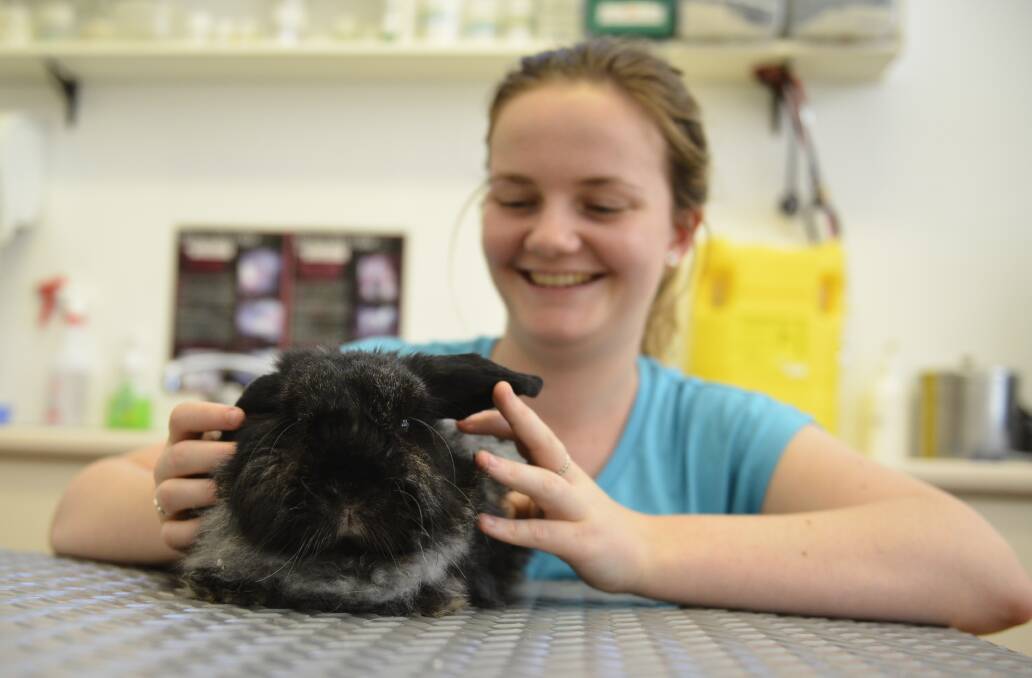 VACCINATION: East Maitland Vet Clinic receptionist Elizabeth Ernst with rabbit Thumper. Picture: Belinda-Jane Davis