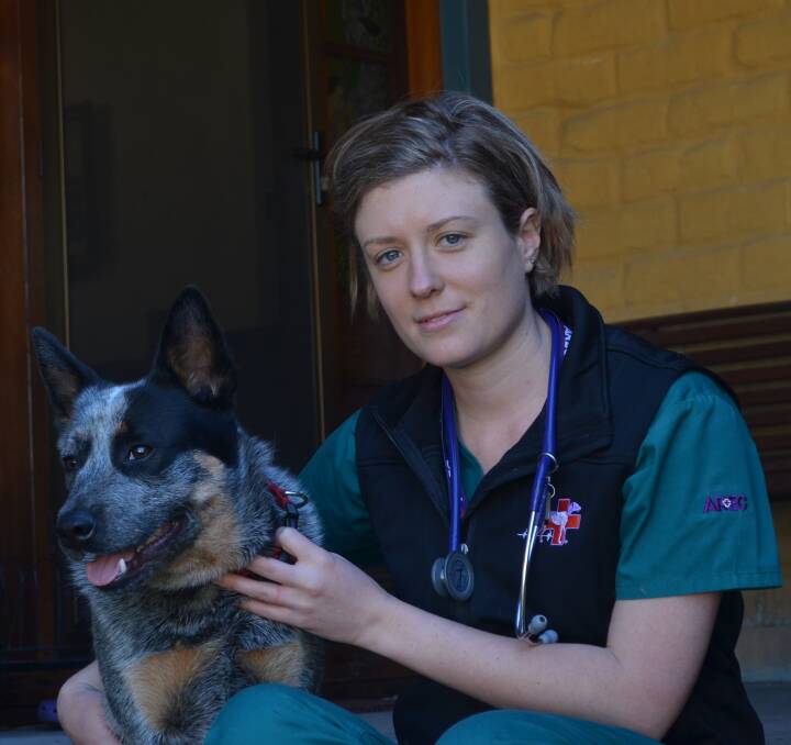 ANIMALS NEEDED: Animal Referral and Emergency Centre vet Dr Chelsea Meredith with one-year-old Australian cattle dog Digger. Picture: SAM NORRIS